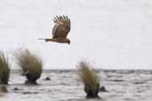 Female Swamp Harrier, Southport, Tasmania, Australia, February 2006 - click for larger image