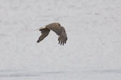 Female Swamp Harrier, Southport, Tasmania, Australia, February 2006 - click for larger image