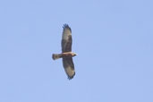 Swamp Harrier, Port Elliot, SA, Australia, March 2006 - click for larger image