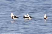 Banded Stilt,The Coorong, South Australia, February 2006 - click for larger image