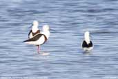 Banded Stilt,The Coorong, South Australia, February 2006 - click for larger image