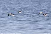 Banded Stilt,The Coorong, South Australia, February 2006 - click for larger image