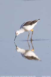 Immature Banded Stilt,The Coorong, South Australia, February 2006 - click for larger image