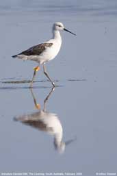 Immature Banded Stilt,The Coorong, South Australia, February 2006 - click for larger image