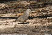 Brown Treecreeper, Mildura, Victoria, Australia, March 2006 - click for larger image