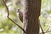 Brown Treecreeper, Mildura, Victoria, Australia, March 2006 - click for larger image