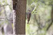 Brown Treecreeper, Mildura, Victoria, Australia, March 2006 - click for larger image