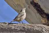 Brown Treecreeper, Deniliquin, NSW, Australia, March 2006 - click for larger image