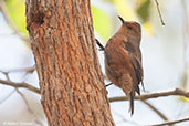 Rufous Treecreeper, Porongurup, Western Australia, October 2013 - click for larger image