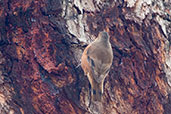 Rufous Treecreeper, Porongurup, Western Australia, October 2013 - click for larger image