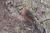 Rufous Treecreeper, Porongurup, Western Australia, October 2013 - click for larger image