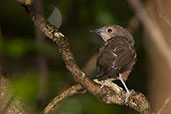 Bower's Shrike-thrush, Daintree, Queensland, Australia, November 2010 - click for larger image