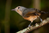 Bower's Shrike-thrush, Daintree, Queensland, Australia, November 2010 - click for larger image