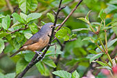 Bower's Shrike-thrush, Paluma, Queensland, Australia, December 2010 - click for larger image