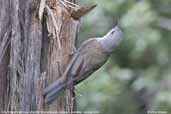 Grey Shrike-thrush, Tahune Airwalk, Tasmania, Australia, February 2006 - click for larger image