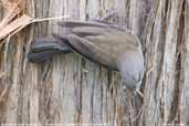 Grey Shrike-thrush, Tahune Airwalk, Tasmania, Australia, February 2006 - click for larger image