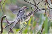 Immature Grey Shrike-thrush, Tahune Airwalk, Tasmania, Australia, February 2006 - click for larger image