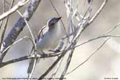 Grey Shrike-thrush, St. Helens, Tasmania, Australia, February 2006 - click for larger image