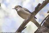 Immature Grey Shrike-thrush, Wilpena Pound, South Australia, March 2006 - click for larger image