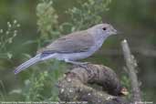 Immature Grey Shrike-thrush, Cobargo, NSW, Australia, April 2006 - click for larger image