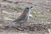 Male Grey Shrike-thrush, Tarra Bulga NP, Victoria, Australia, April 2006 - click for larger image