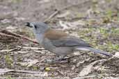 Male Grey Shrike-thrush, Tarra Bulga NP, Victoria, Australia, April 2006 - click for larger image