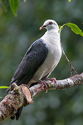 White-headed Pigeon, Paluma, Queensland, Australia, December 2010 - click for larger image