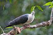 White-headed Pigeon, Paluma, Queensland, Australia, December 2010 - click for larger image