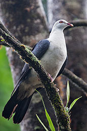 White-headed Pigeon, Paluma, Queensland, Australia, December 2010 - click for larger image