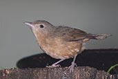 Little Shrike-thrush, Paluma, Queensland, Australia, December 2010 - click for larger image