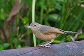 Little Shrike-thrush, Paluma, Queensland, Australia, December 2010 - click for larger image