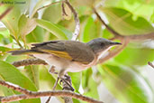 Rufous-banded Honeyeater, Darwin, Northern Territory, Australia, October 2013 - click for larger image