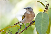 Rufous-banded Honeyeater, Adelaide River, Northern Territory, Australia, October 2013 - click for larger image