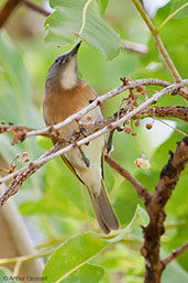 Rufous-banded Honeyeater, Kakadu, Northern Territory, Australia, October 2013 - click for larger image