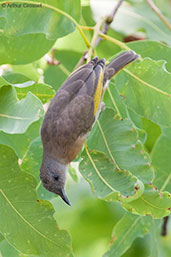 Rufous-banded Honeyeater, Kakadu, Northern Territory, Australia, October 2013 - click for larger image