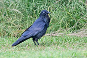 Australian Raven, Busselton, Western Australia, October 2013 - click for larger image