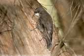 Female White-throated Treecreeper, Grampians, Victoria, Australia, February 2006 - click for larger image