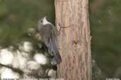 Male White-throated Treecreeper, Mallacoota, Victoria, Australia, April 2006 - click for larger image