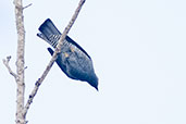 Barred Cuckoo-shrike, Kuranda, Queensland, Australia, November 2010 - click for larger image
