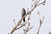 Barred Cuckoo-shrike, Kuranda, Queensland, Australia, November 2010 - click for larger image