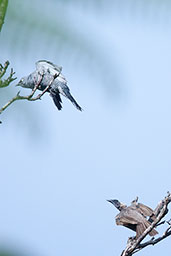 Barred Cuckoo-shrike, Kuranda, Queensland, Australia, November 2010 - click for larger image