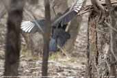 White-winged Chough, You Yangs R.P., Victoria, Australia, February 2006 - click for larger image