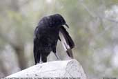 White-winged Chough, You Yangs R.P., Victoria, Australia, February 2006 - click for larger image