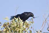 Little Raven, Port Elliot, South Australia, March 2006 - click for larger image