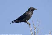 Immature Little Raven, Port Elliot, South Australia, March 2006 - click for larger image