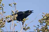 Little Raven, Port Elliot, South Australia, March 2006 - click for larger image