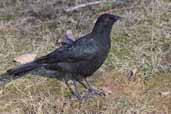 White-winged Chough, Mallacoota, Victoria, Australia, April 2006 - click for larger image