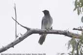 Black-faced Cuckoo-shrike Southport, Tasmania, Australia, February 2006 - click for larger image