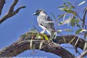 Black-faced Cuckoo-shrike Wyperfield, Victoria, Australia, February 2006 - click for larger image