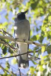 Black-faced Cuckoo-shrike, Cobargo, NSW, Australia, April 2006 - click for larger image
